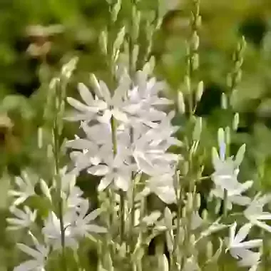 Silk River